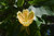 Tulip Poplar