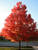 Maple 'October Glory' 5 Gallon