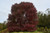 Blackgum Tree 5 gallon