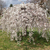 CHERRY WEEPING SNOW FOUNTAIN #15
