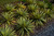 Yucca Color Guard 1gal