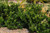 Podocarpus 'Pringles Dwarf' 3gal