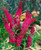 Conical clusters of purple-red buddleia blooms