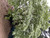 CHINESE FRINGE TREE  15 Gallon