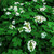 Hydrangea Oakleaf 3 Gallon