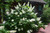 Hydrangea 'Snowflake' 3 Gallon