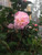 Camellia HIGH FRAGRANCE    1 Gallon