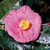 Camellia Lady Clare #1