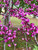 Redbud 'Ruby Falls' 7 Gallon