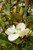 Magnolia 'Bracken's Beauty' 7 Gallon