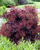 Smoketree Royal Purple 3 Gallon