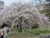 Cherry Weeping Yoshino #5 Cherry Weeping Yoshino #5