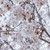 Cherry Weeping Yoshino #5 Cherry Weeping Yoshino #5