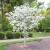 Dogwood White 3 Gallon