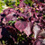 Redbud 'Forest Pansy' 5 Gallon