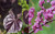 Redbud Black Pearl™ 5 Gallon