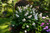 Hydrangea Oakleaf  'Ruby Slippers' 3 Gallon