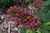 Hydrangea Oakleaf  'Ruby Slippers' 3 Gallon