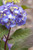 Hydrangea 'Endless Summer® BloomStruck'® 1 Gallon
