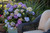 Hydrangea 'Endless Summer® BloomStruck'® 1 Gallon