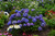 Hydrangea 'Endless Summer® BloomStruck'® 1 Gallon
