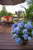 Hydrangea 'Endless Summer'® 8 Inch