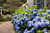 Hydrangea 'Endless Summer'® 8 Inch