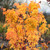 Japanese Maple 'Bihou' 3 Gallon