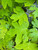 Hydrangea 'Little Honey' 3 Gallon Hydrangea 'Little Honey' 3 Gallon