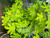 Hydrangea 'Little Honey' 3 Gallon Hydrangea 'Little Honey' 3 Gallon
