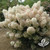 Hydrangea 'Bobo®' 3 Gallon