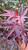 Japanese Maple 'Bloodgood' 2 Gallon