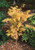 Japanese Maple 'Sango Kaku'  5 Gallon