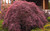 Japanese Maple 'Crimson Queen' 1 Gallon