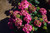 Hydrangea Summer Crush®  3 Gallon