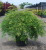 Japanese Maple 'Viridis' 5 Gallon