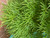 Japanese Maple 'Waterfall' Green 5 Gallon