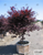 Japanese Maple 'Bloodgood' 35 Gallon