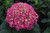 Hydrangea Summer Crush® 8 Inch