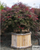 Japanese Maple 'Orangeola' 4-5 Foot