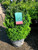 Boxwood English Dwarf 2 Gallon