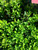 Boxwood English Dwarf 2 Gallon
