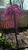 Redbud 'Ruby Falls' 15 Gallon Redbud 'Ruby Falls' 15 Gallon