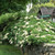 Hydrangea Climbing 5 Gallon