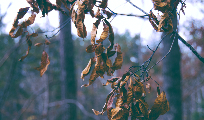 Thirsty Trees - Cofer's Home & Garden