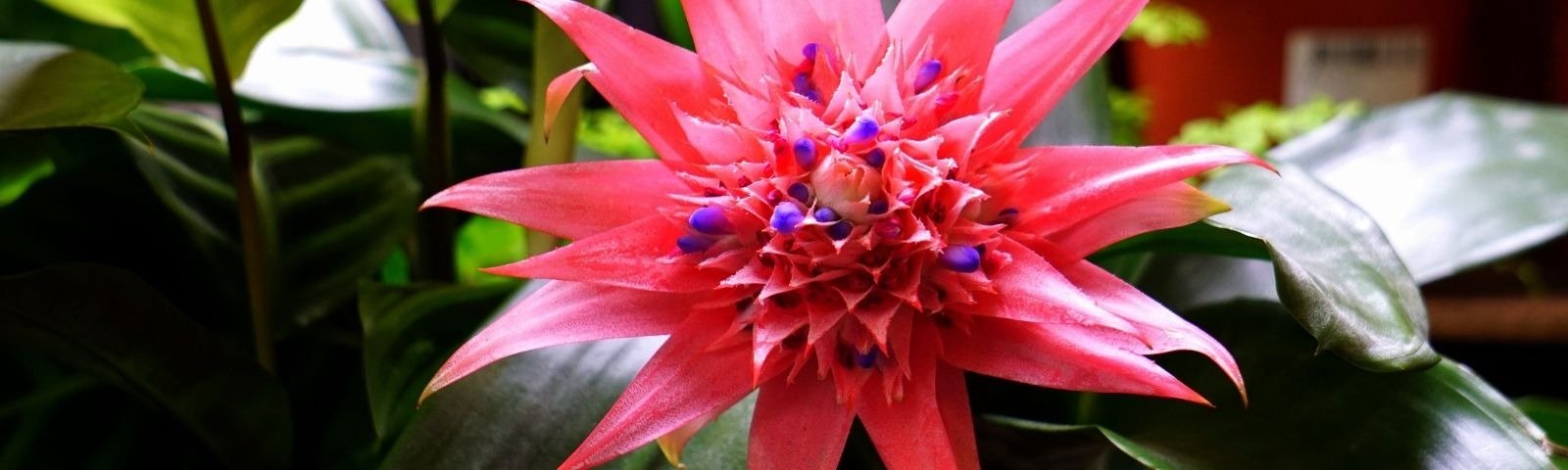 v2-bromeliad.jpg