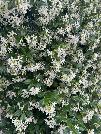 Jasmine jasmine-star-bloom-stu__38141.