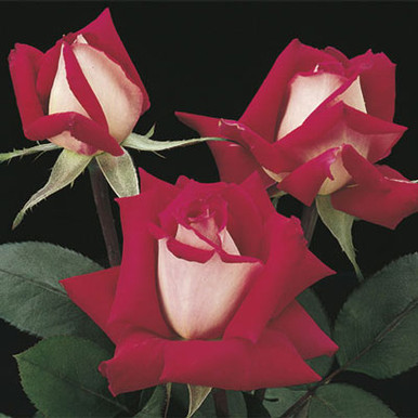 Rose 'Love' - Weeks - Cofer's Home & Garden