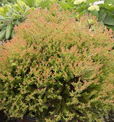 Arborvitae Fire Chief 2 Gallon - Cofer's Home & Garden