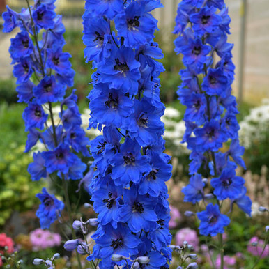 Delphinium 1 Gallon (9499) - Cofer's Home & Garden